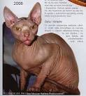 Sphynx / Hairless Cat Cat Breed Profile | Petfinder