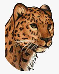 Über 7 millionen englischsprachige bücher. Cheetah Realistic Leopard Face Drawings Hd Png Download Kindpng