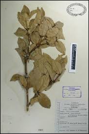 Image result for Cassipourea