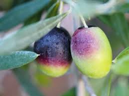 Then click any image to learn more details about each olive tree cultivar. Do You Have An Olive Tree And If So Do You Know What To Do With The Olives Tried Supplied
