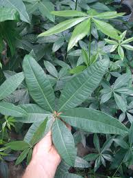 Image result for Pachira glabra