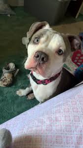 Shawnee, OK, areas LOST/FOUND/ADOPT Pets