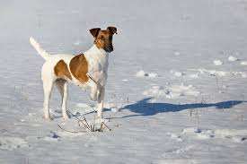 Image result for foxteriér hladkosrstý