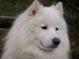 Am i limited to choosing local samoyed puppies? Samoyed Coat Care Dogs Monthly