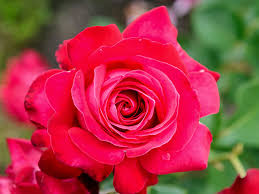 The most common grotto rose pattern material is ceramic. Garden Roses Pococks Roses The Cornish Rose Company