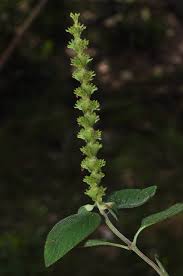 Image result for Platostoma