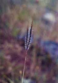 Image result for Dichanthium sericeum