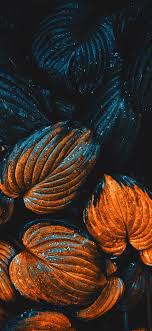 بالطبع ، نعتقد أنها ستبدو أفضل على شاشة ايفون الرائعة. Ø®Ù„ÙÙŠØ§Øª Ø´Ø§Ø´Ø© Ø®Ø±ÙŠÙÙŠØ© Ù„Ù„Ø§ÙŠÙÙˆÙ† Iphone Lovers Ø¹Ø´Ø§Ù‚ Ø§ÙŠÙÙˆÙ† Facebook