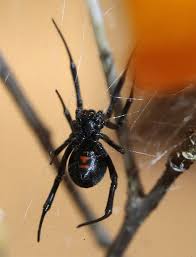 Here are 10 fun facts about these amazing spiders. How To Get Rid Of Spiders False Widow Spiders Close Uk Schools Due To Infestation Express Co Uk