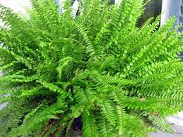 However, all good mixtures have several things. How To Divide Conquer The Boston Fern Kevin Lee Jacobs