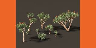 Image result for Aloidendron barberae