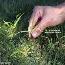 13 Tips For Getting Rid Of Crabgrass For Good Crab Grass Weeds In Lawn Lawn Care