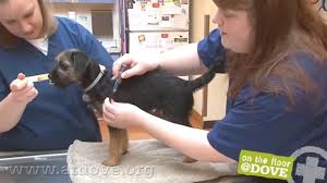 You can use this service if you're aged 18 or over. How To Administer Vaccines To Canine Patients Youtube