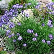 Image result for Phymaspermum