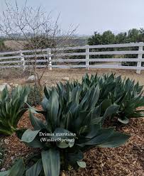 Image result for Drimia calcarata