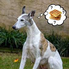 Can Dogs Eat Waffles What To Know About Dogs And Waffles