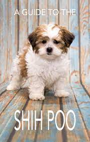 Shih Poo Your Guide To The Shih Tzu Poodle Mix