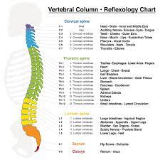 Healing The Spine A Guide To Spine Injuries Hpfy Reflexology Chart Cervical Vertebrae Spinal Cord Anatomy