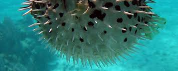 Belize Dive Resorts Belize Sailing Vacations