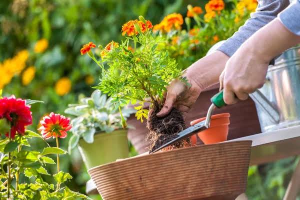 Garden Care