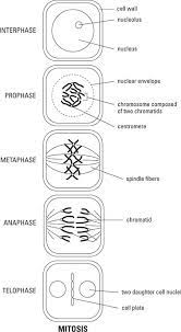 Check spelling or type a new query. What Are The Stages Of Mitosis In Plant Cells