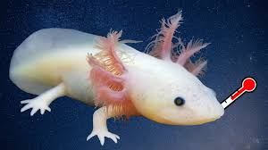 Where and how to find axolotl in minecraft. Axolotls As Pets Cost To Get One Ease Of Care And Limb Regrowth Embora Pets