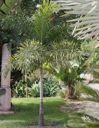 Image result for Wodyetia bifurcata