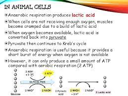 Maybe you would like to learn more about one of these? Chapter 7 Cellular Respiration Biology 20 Unit C