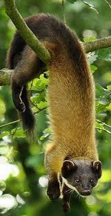 Animals Animals Beautiful Animals Omnivorous Animals