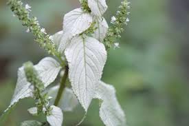 Image result for Platostoma