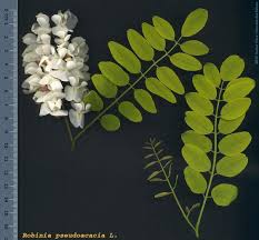 Image result for Robinia