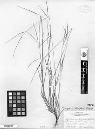 Image result for Digitaria monodactyla