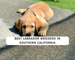 White labrador puppies for sale in southern california. 8 Best Labrador Breeders In Southern California 2021 We Love Doodles
