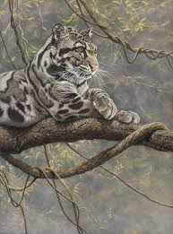 Male Clouded Leopard By Alan M Hunt Big Cats Art Leopard Painting Clouded Leopard