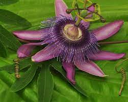 Purple Green Passion Flower Purple Wonderful Flowers