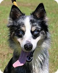 Australian shepherd puppies nc rescue. Pictures Of Mugsy A Australian Shepherd Husky Mix For Adoption In Newport Nc Who Needs A Loving Home Australian Shepherd Australian Shepherd Dogs Dogs