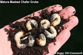 A single application can stop and prevent grubs all season long. White Grub Management Bygl