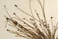 Image result for Eleocharis geniculata