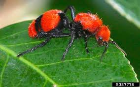 Image result for Antherotoma debilis