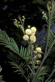 Image result for Acacia decurrens