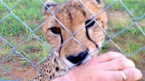 There are 2440 african big cats for sale on etsy, and they cost $16.41 on average. Loudest Cheetah Purr African Big Cat Shows Affection Suckles Like Baby Cub Purrs Asmr 6 Min Youtube