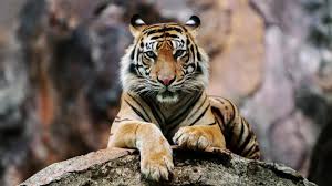 Bestill adgangsbillett til parque safari i rancagua, chile fra viator. Gz9ongfsyucxm