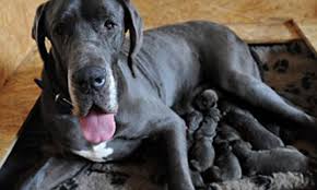 Yesterday at 12:57 pm ·. Puppy Love Exhausted Great Dane Needs Help To Feed Her 17 Puppies Daily Mail Online