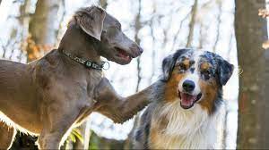 We did not find results for: Tips On How To Make Two Dogs Become Friends