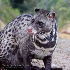 Malaysian Civet Weird Animals Unusual Animals Animals Beautiful