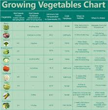 parsimonious swank vegetable growing chart