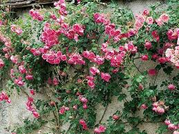 Installer Des Rosiers Le Long D Un Mur Rosier Grimpant Rosier Parterre De Fleurs