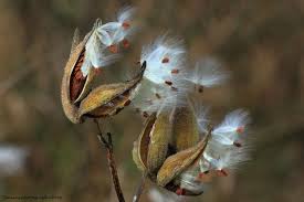 Milkweed Plant Going To Seed Milkweed Plant Milkweed Pods Milkweed