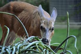 Check spelling or type a new query. Humane Ways To Make Your Plants And Landscape Deer Resistant Lawnstarter