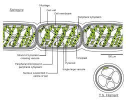 Under microscope labeled spirogyra reproduction oscillatoria under microscope anabaena microscope euglena under a microscope spirogyra labelled diagram brown algae under microscope spirogyra anatomy spirogyra pyrenoid microscopic green algae scalariform. 30 Diagram Of Spirogyra With Label Label Design Ideas 2020